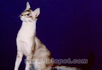 爪哇猫-长毛猫品种