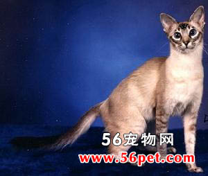 爪哇猫-长毛猫品种