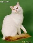 土耳其梵科迪斯猫-长毛猫品种