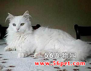 土耳其梵科迪斯猫-长毛猫品种