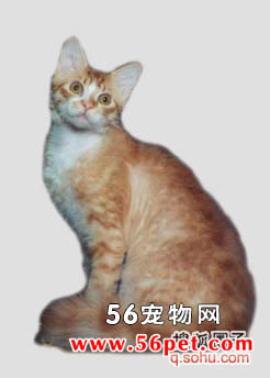 拉邦猫-长毛猫品种