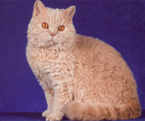 塞尔凯克卷毛猫-长毛猫品种