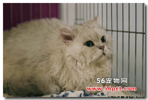 塞尔凯克卷毛猫-长毛猫品种