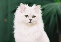 蒂凡尼猫-长毛猫品种