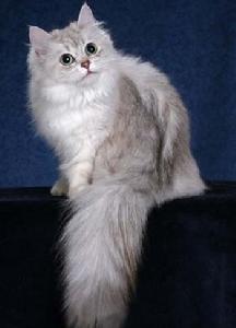 蒂凡尼猫-长毛猫品种