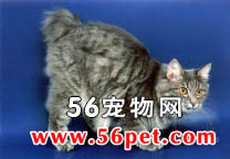 库里瑞短尾猫-长毛猫品种