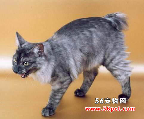 库里瑞短尾猫-长毛猫品种