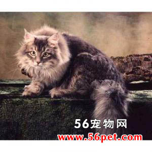 西伯利亚猫-长毛猫品种