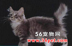西伯利亚猫-长毛猫品种