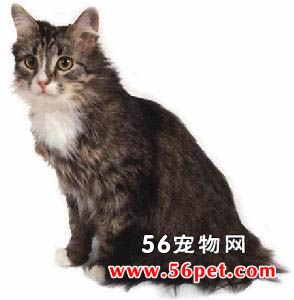 西伯利亚猫-长毛猫品种
