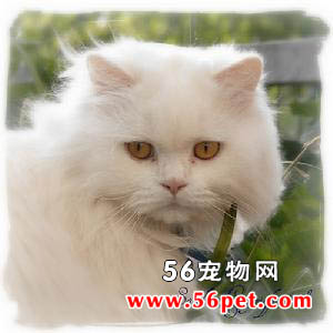 英国长毛猫-长毛猫品种