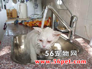 英国长毛猫-长毛猫品种