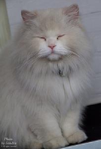 英国长毛猫-长毛猫品种