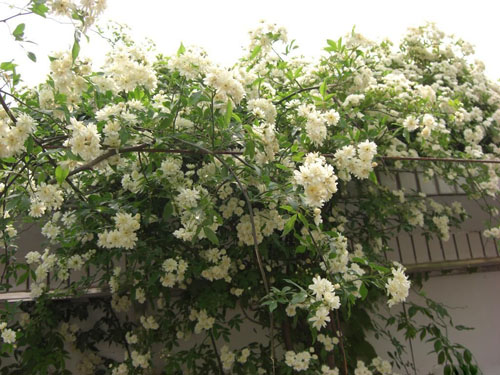 云木香图片及云木香种类