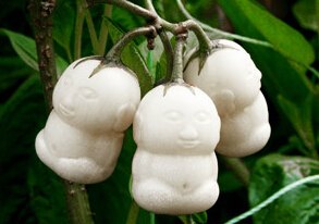 人参果其实叫做香瓜茄
