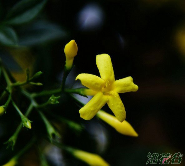 迎夏花盆景图片