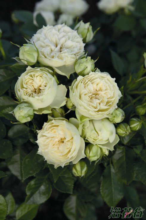 布兰切特(Blanchette)
