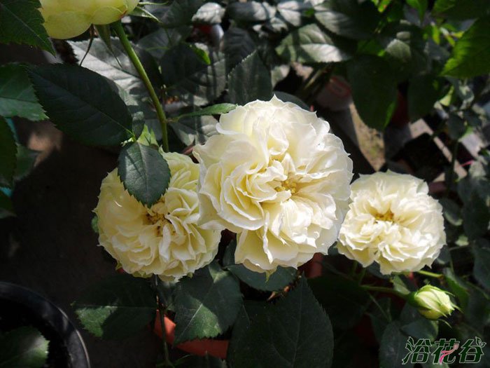 布兰切特(Blanchette)