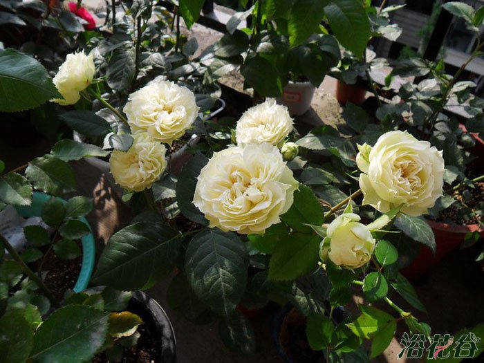 布兰切特(Blanchette)