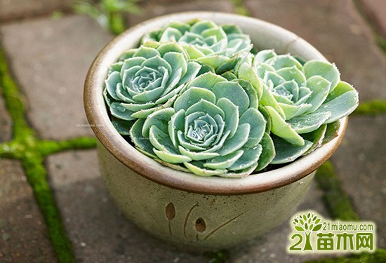 石莲花(宝石花)的养殖方法