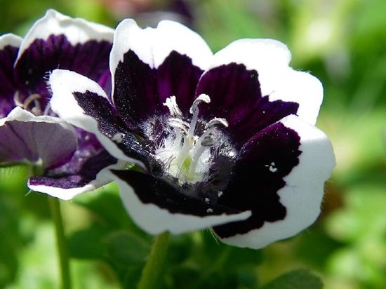 粉蝶花