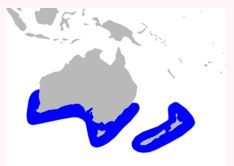 安氏中喙鲸分布范围（蓝色部分）
