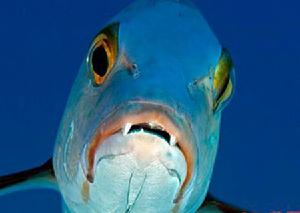 北海道红鲷鱼图片 北海道红鲷鱼习性 北海道红鲷鱼种类 动植物网