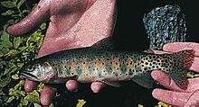 Greenback cutthroat trout, O. c. stomias