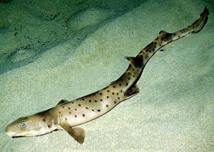 南澳斑鳍鲨