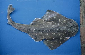 南美扁鲨