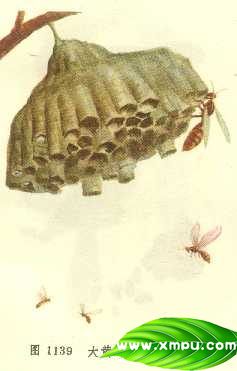 大黄蜂（露蜂房）